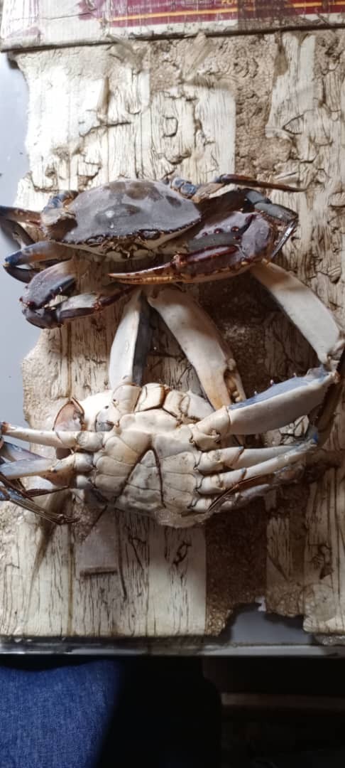 Crabes